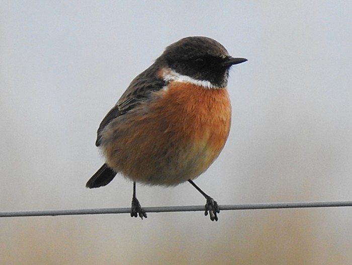 Stonechat