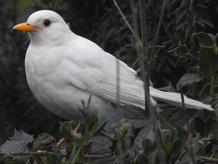 Blackbird