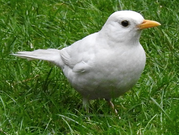 Blackbird