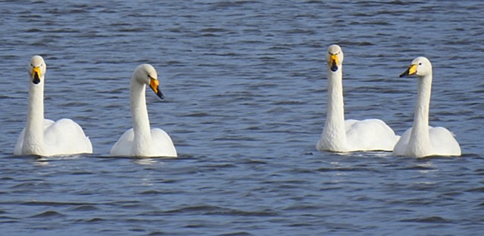 Whooper Swan