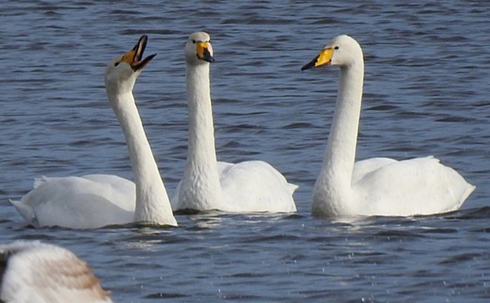Whooper Swan