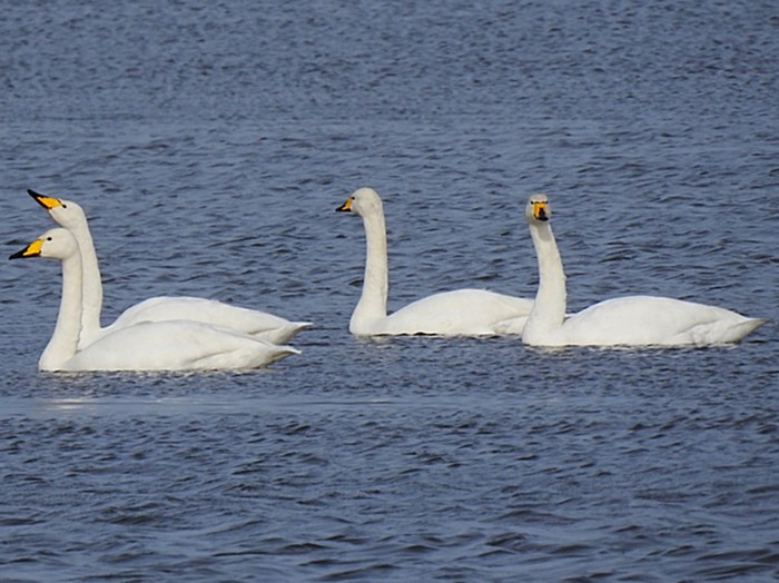 Whooper Swan