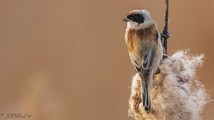 Penduline Tit