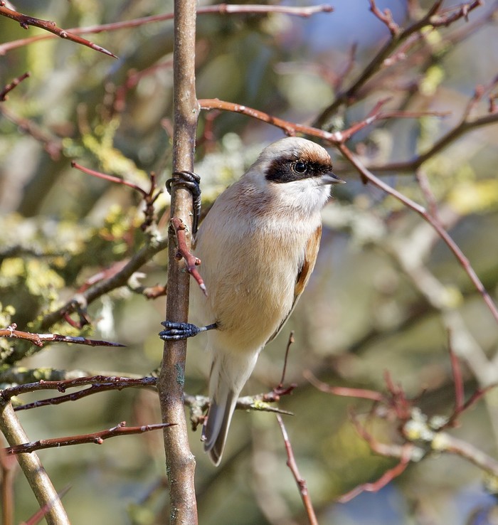 Penduline Tit