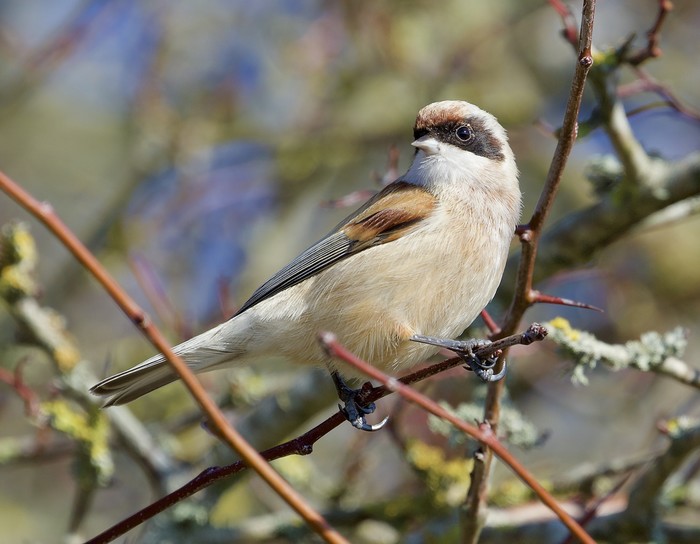 Penduline Tit