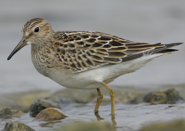 Pectoral Sandpiper