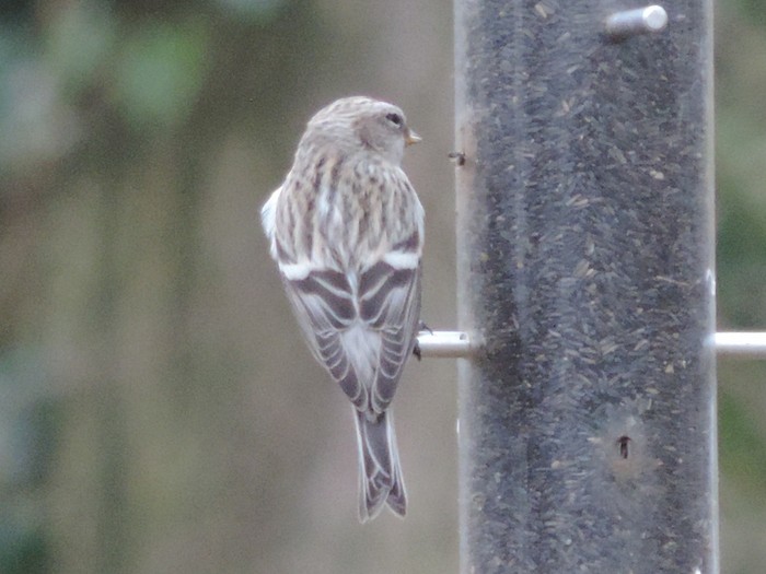 Coues's Arctic Redpoll