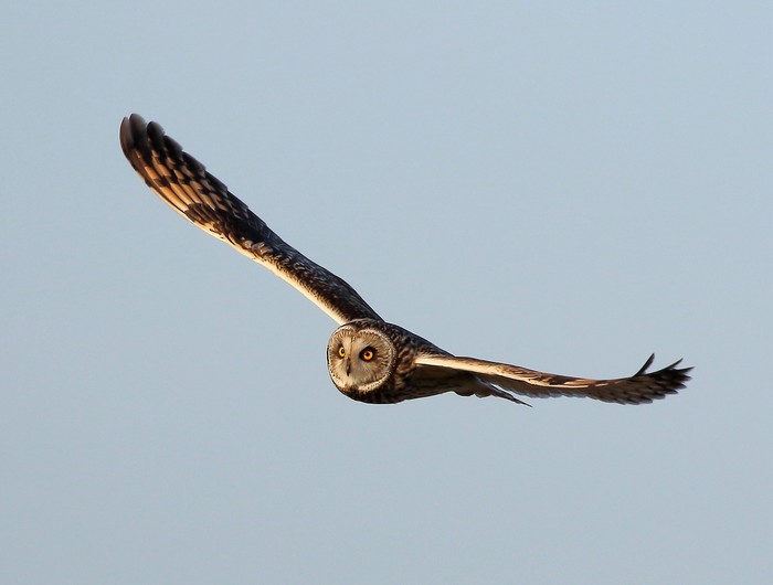 Short-eared Owl