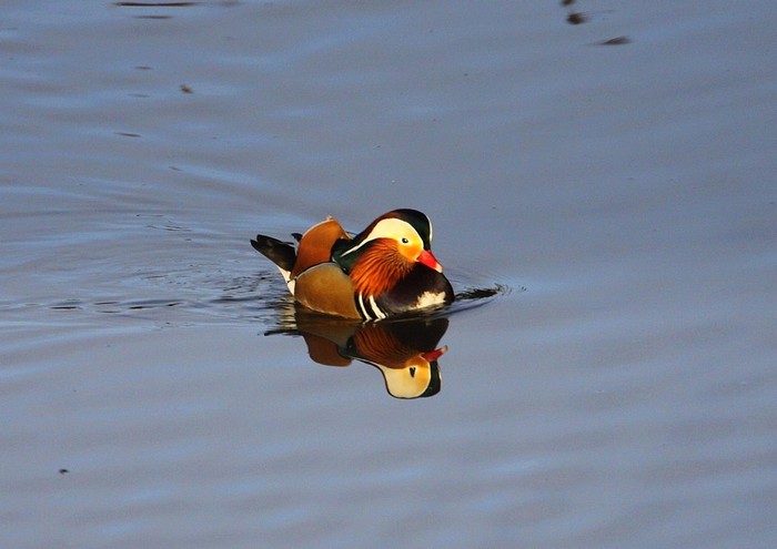 Mandarin