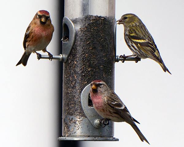 Mealy Redpoll
