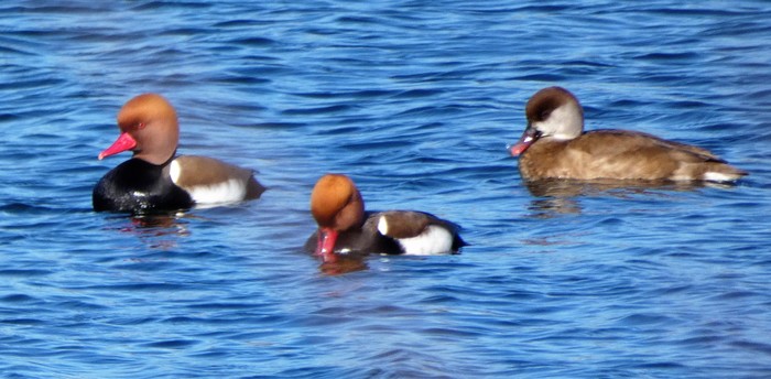 Red-crested Pochard