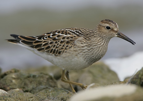 Pectoral Sandpiper