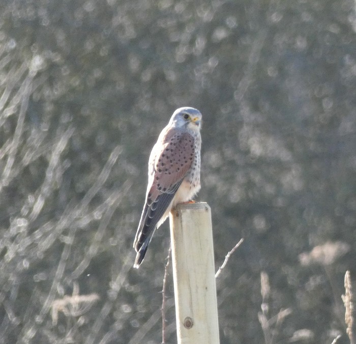 Kestrel