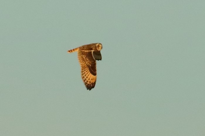 Short-eared Owl