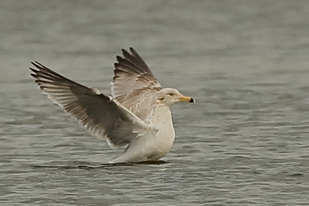 Herring Gull