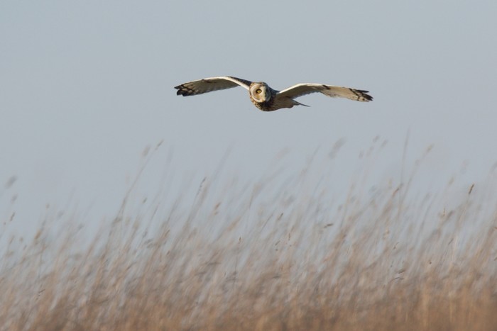 Short-eared Owl