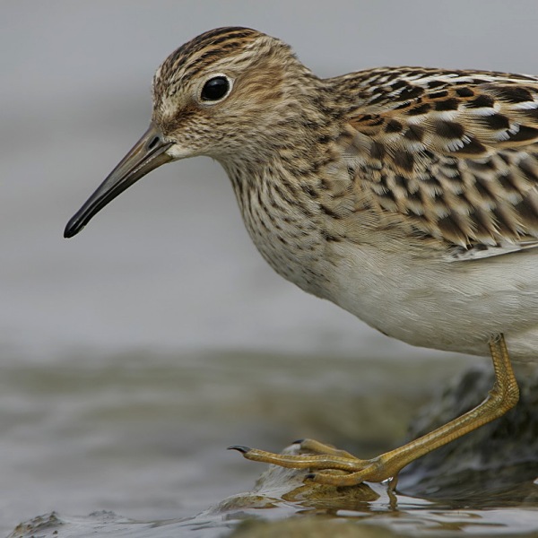 Pectoral Sandpiper