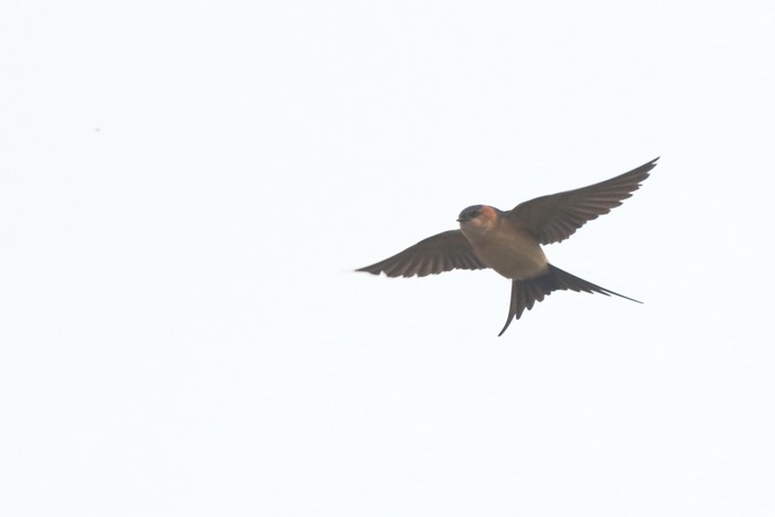 Red-rumped Swallow
