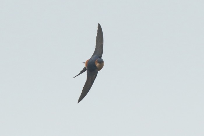 Red-rumped Swallow