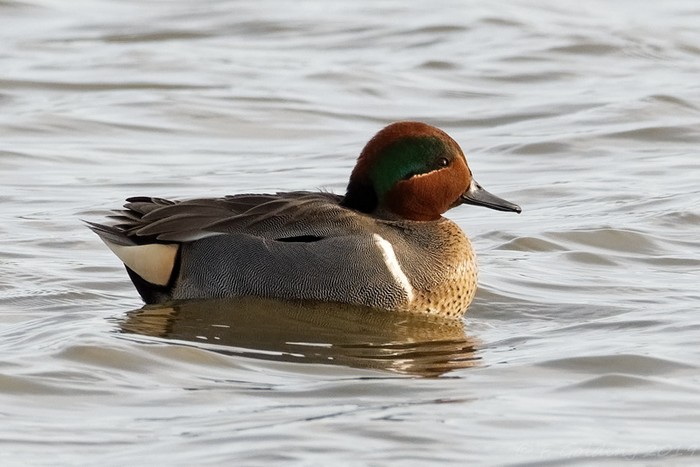 Green-winged Teal