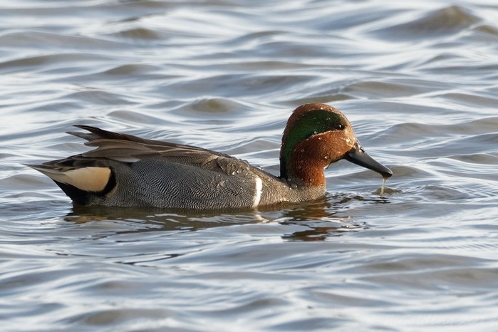 Green-winged Teal