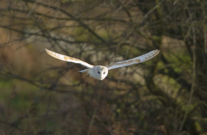 Barn Owl