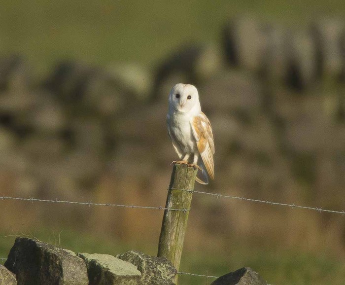 Barn Owl