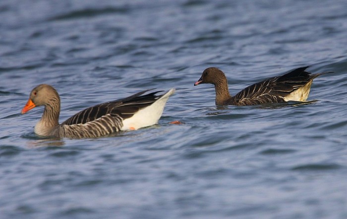 Pink-footed Goose
