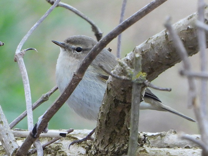 Siberian Chiffchaff