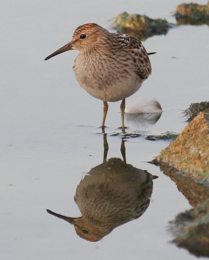 Pectoral Sandpiper