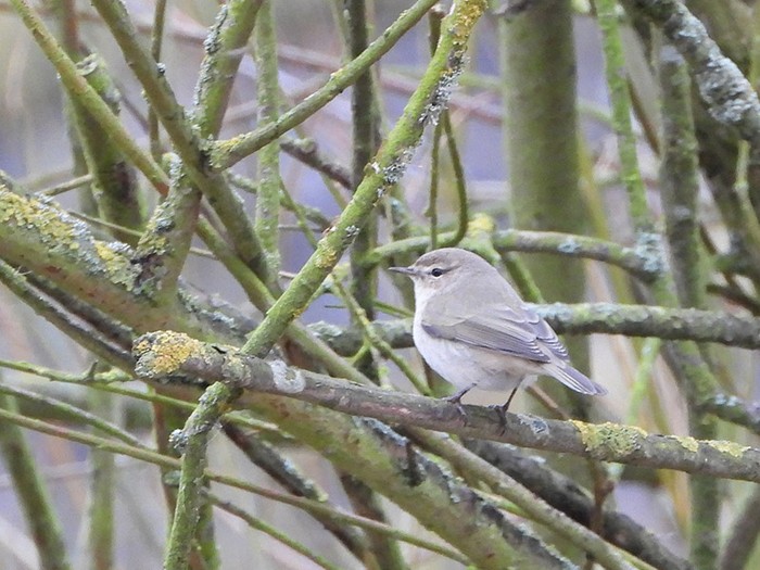 Siberian Chiffchaff