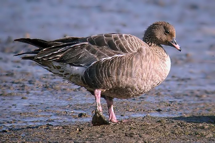 Pink-footed Goose