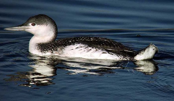Red-throated Diver