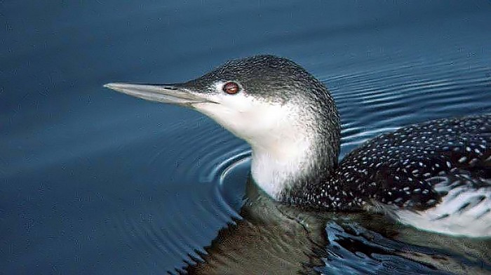 Red-throated Diver
