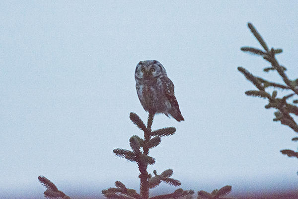 Tengmalm's Owl