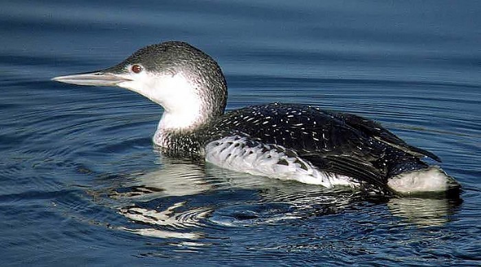 Red-throated Diver