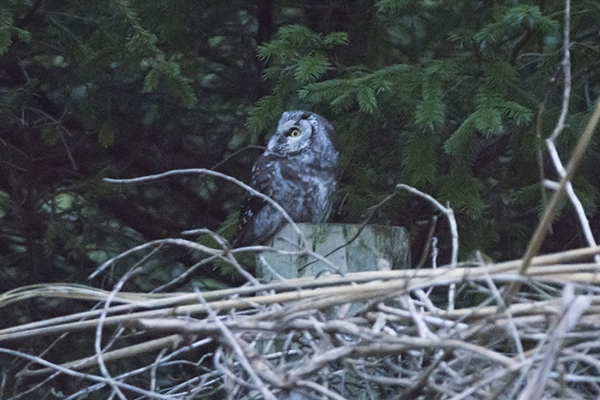 Tengmalm's Owl