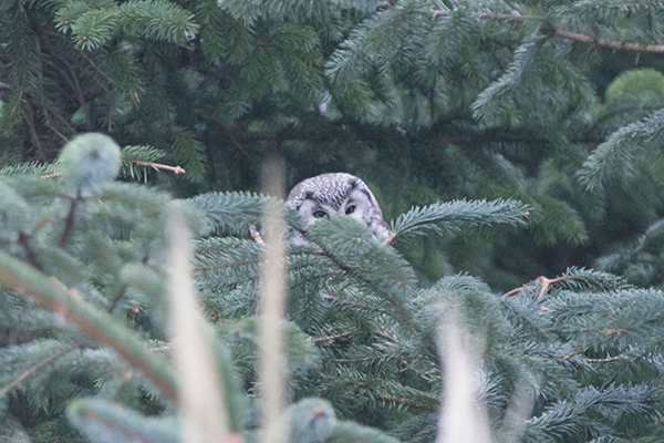 Tengmalm's Owl