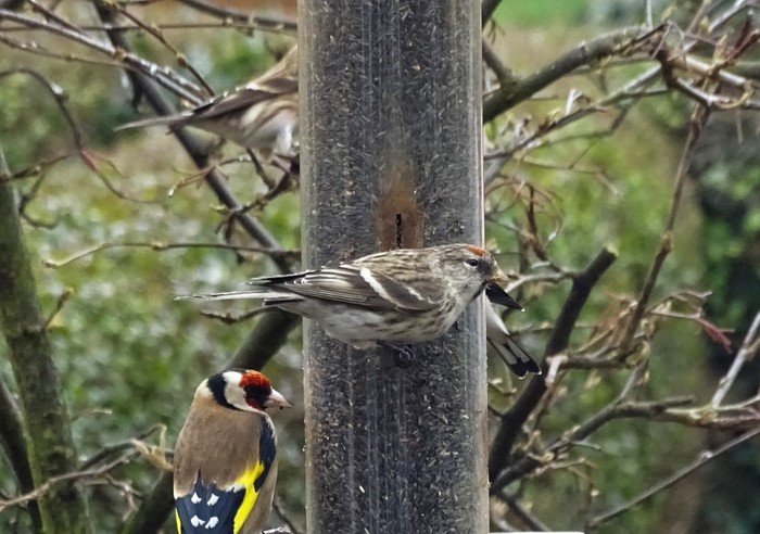 Mealy Redpoll