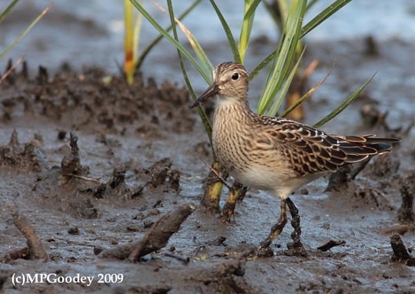 Pectoral Sandpiper