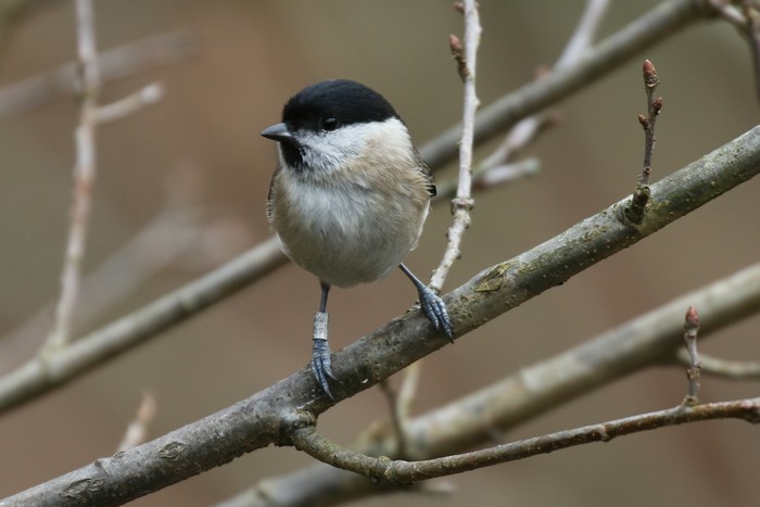 Marsh Tit