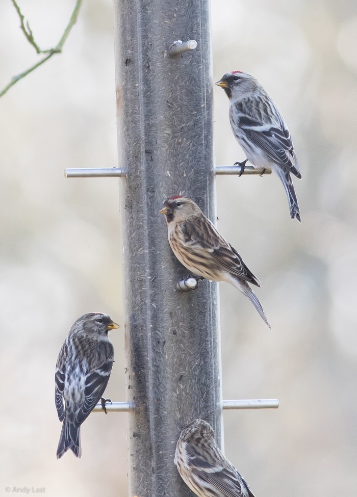 Coues's Arctic Redpoll
