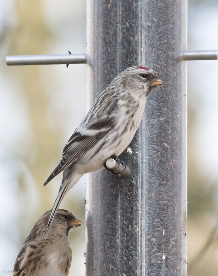 Coues's Arctic Redpoll