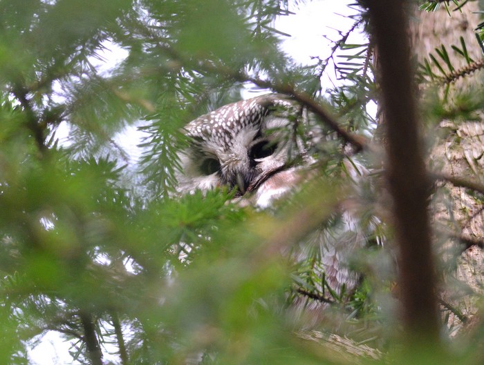Tengmalm's Owl