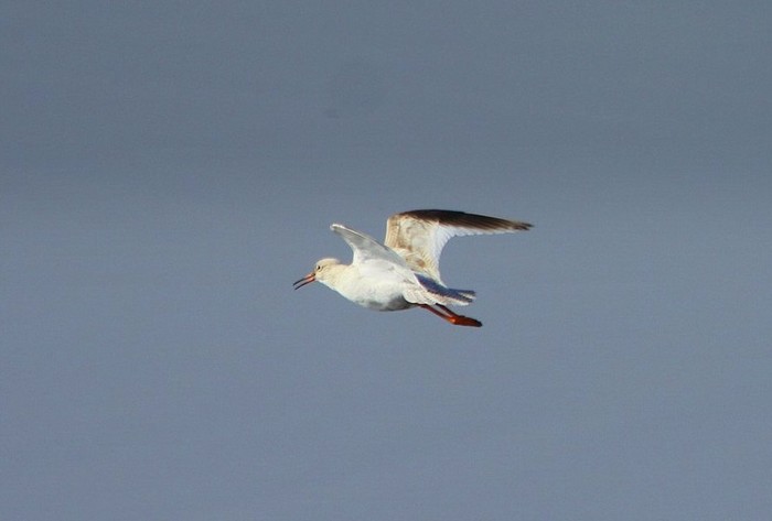 Redshank