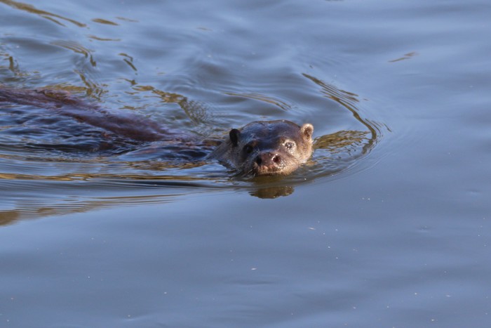 Otter