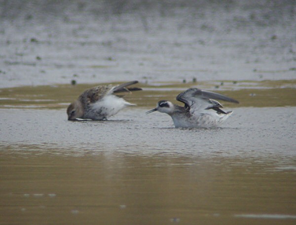 Red-necked Phalarope