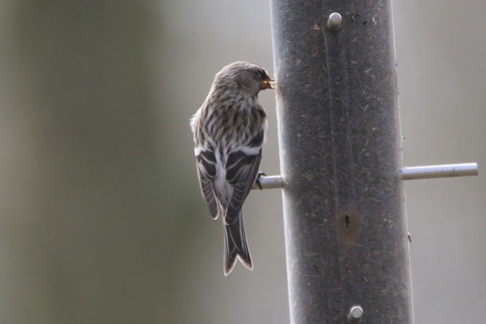 Coues's Arctic Redpoll