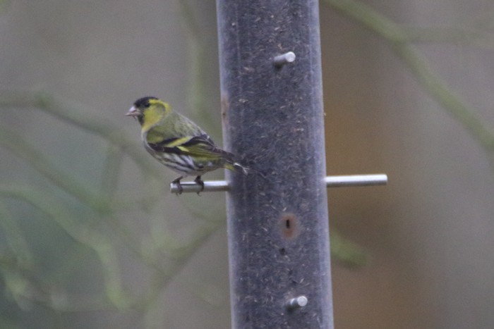 Siskin