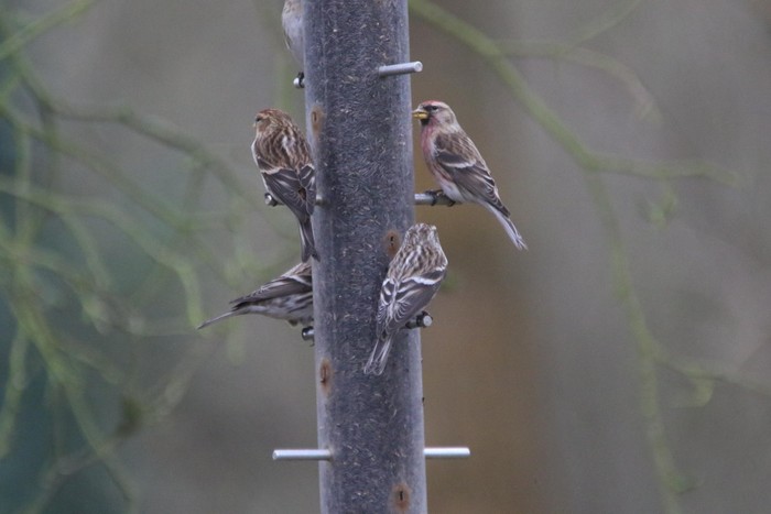 Mealy Redpoll